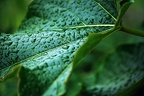 garden ii 02