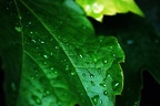 garden ii 05