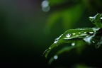 garden ii 09