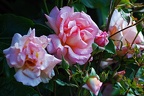 garden ii 12