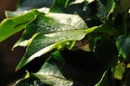 garden ii 16