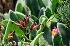 garden ii 17